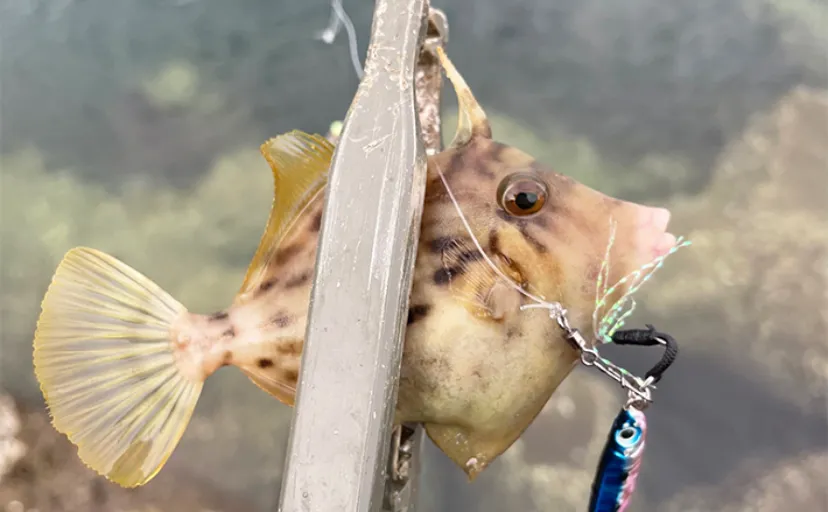 深日港でのジグサビキ釣行でアジにマダイに想定外カワハギも顔出し【大阪】