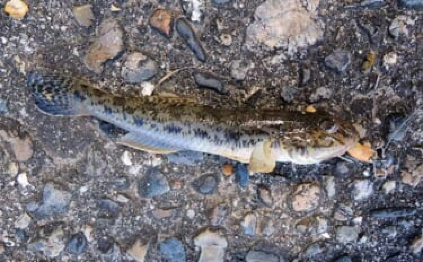 ワームで狙うハゼ釣りで本命9匹【愛知・日長川】アシストフック活用が的中