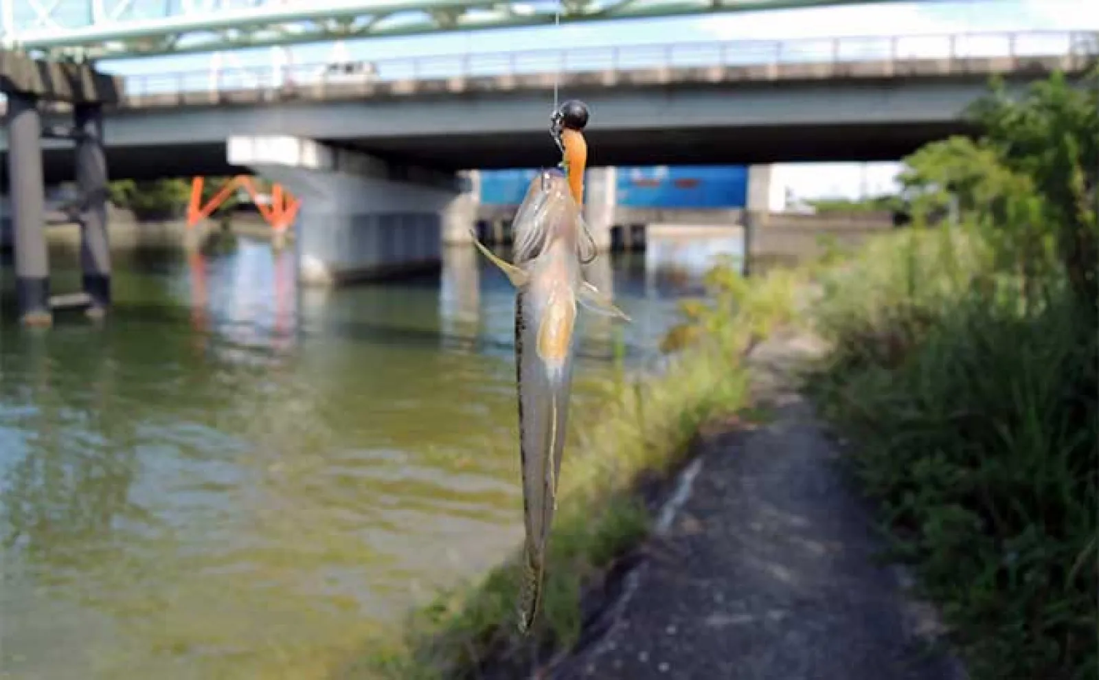 ワームで狙うハゼ釣りで本命9匹【愛知・日長川】アシストフック活用が的中