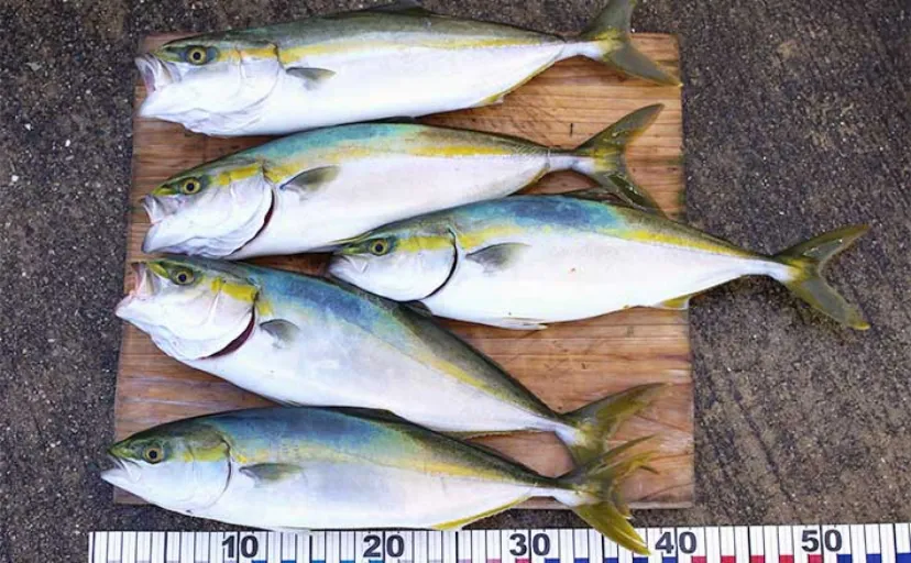 明石沖ボートジギング釣行で40cm級ツバス連打【兵庫】ビッグヒットは無念のバラシ