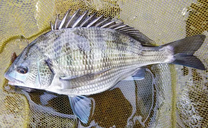 中海での陸っぱりチニング釣行でチヌにマゴチ手中　フリーリグにヒット