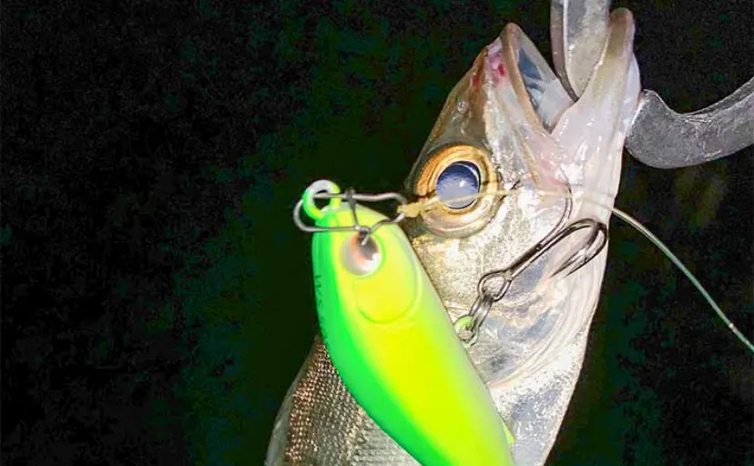 夜の河川でのルアー釣りでシーバスにナマズをキャッチ【揖斐川・福田川】