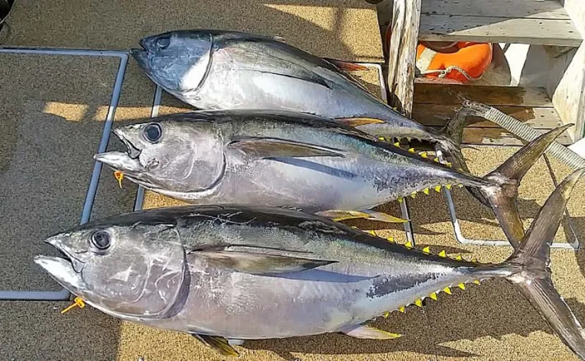 志摩沖パヤオジギング釣行で30kg超えメバチマグロ3匹キャッチ【三重】