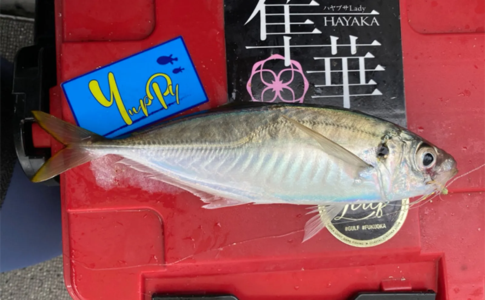 伊予灘でのタイラバ・ジギング釣行でマダイ好調【大分・栄光丸】良型アコウもお目見え