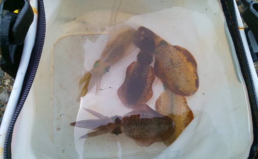 季節先取りの秋イカエギング釣行で新子アオリイカ5杯キャッチ【三重】
