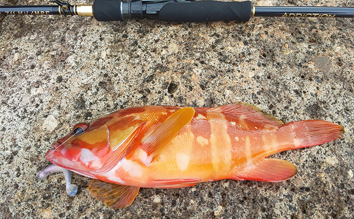 エギングロッド流用のハタゲーム釣行で35cm超アカハタ手中【三重・熊野