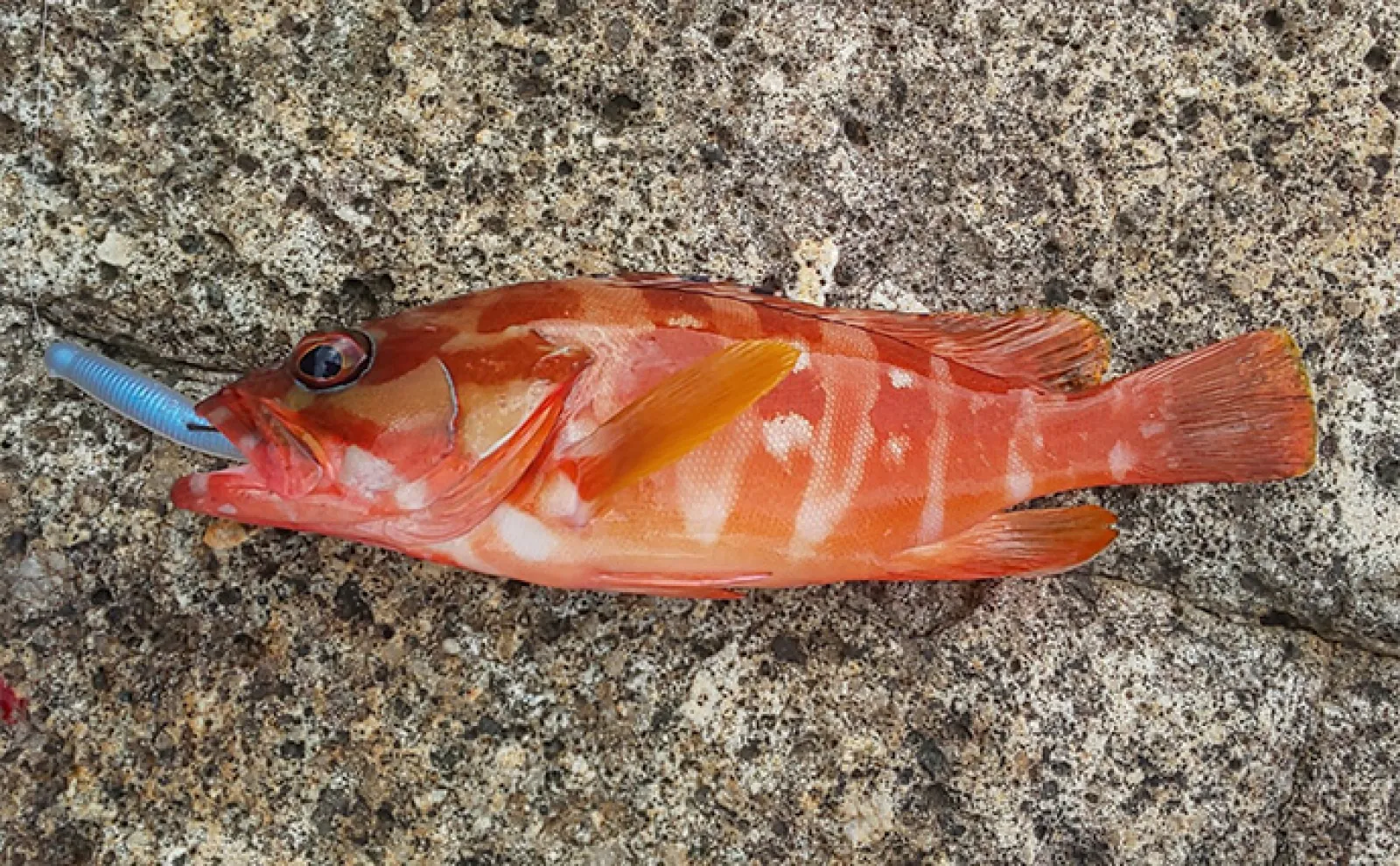 エギングロッド流用のハタゲーム釣行で35cm超アカハタ手中【三重・熊野】