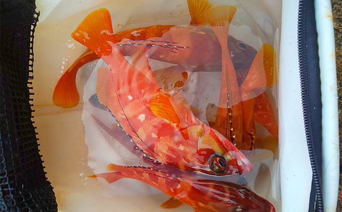 田村釣具　羽太　アカハタ 田村釣具 羽太 アカハタ 田村釣具 羽太