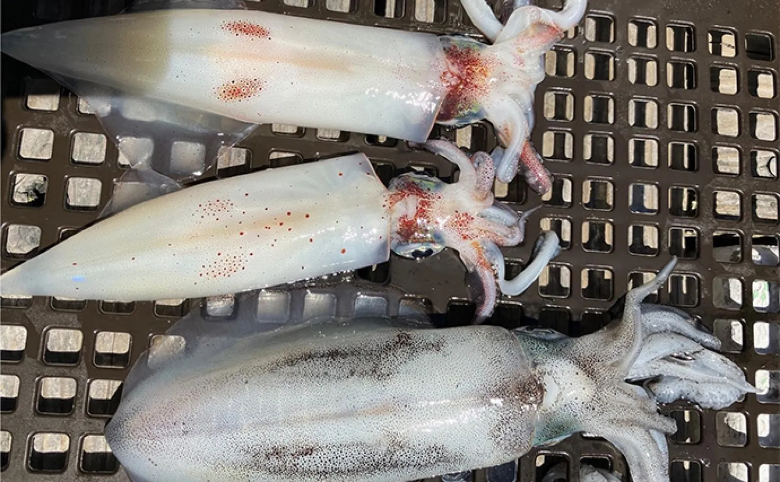 初のティップラン釣行でアオリ&ケンサキイカ【三重】陸っぱりのエギを流用