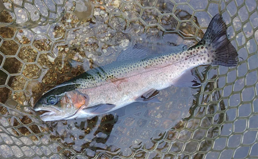 ルアーとフライの二刀流で管理釣り場のニジマス104匹手中【長野・平谷湖FS】
