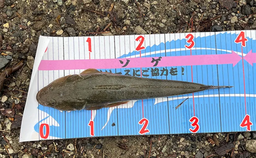 秋田県のサーフルアーフィッシングで36cmのマゴチ　大遠投で執念のキャッチ