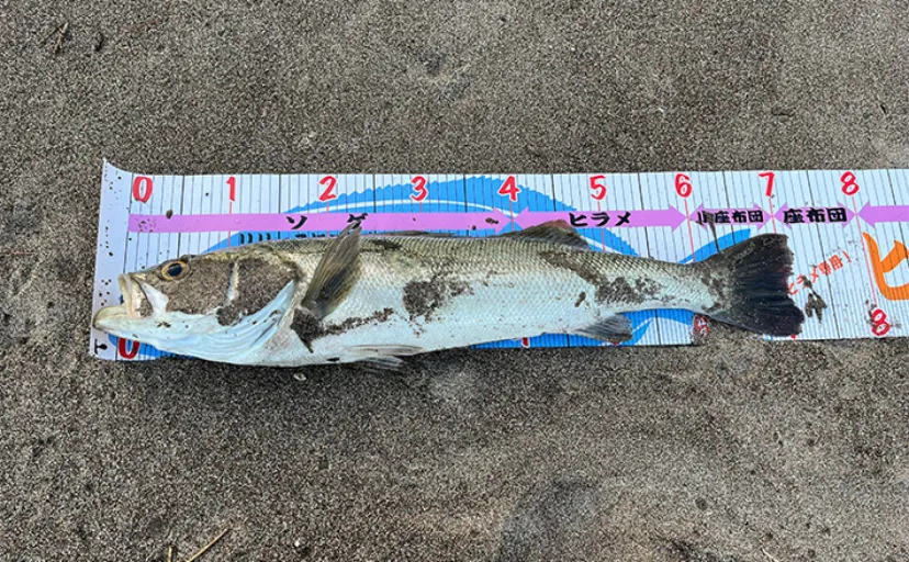 サーフでのルアー釣りで72cmシーバス【秋田県南】あくびを堪えてキャッチ？