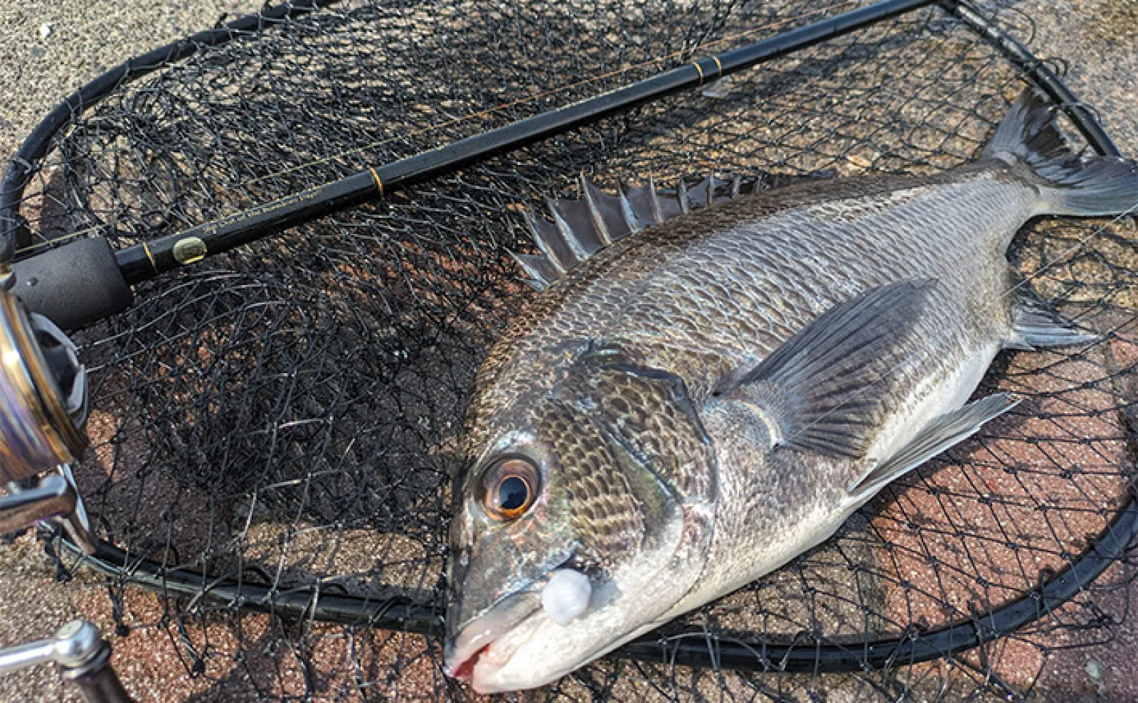 a11b4bb3ba448d1fa402ac3dc62cc9