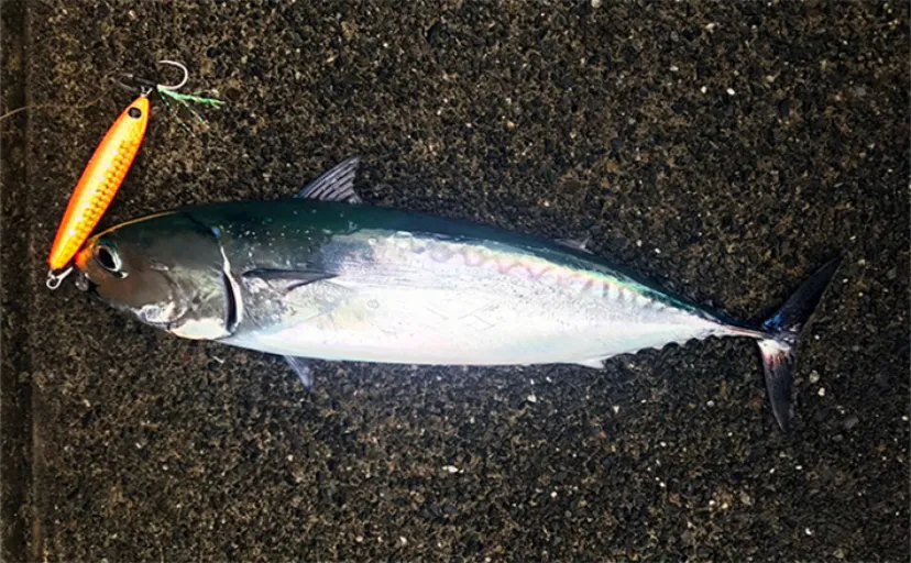 ショアジギング釣行で良型ソウダガツオにイナダがヒット【静岡・沼津】