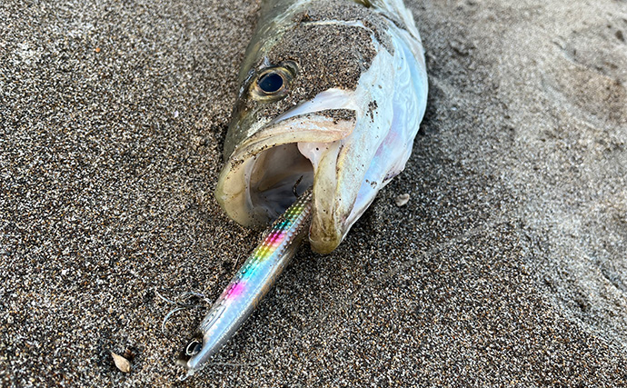 サーフでのルアー釣りで72cmシーバス【秋田県南】あくびを堪えて