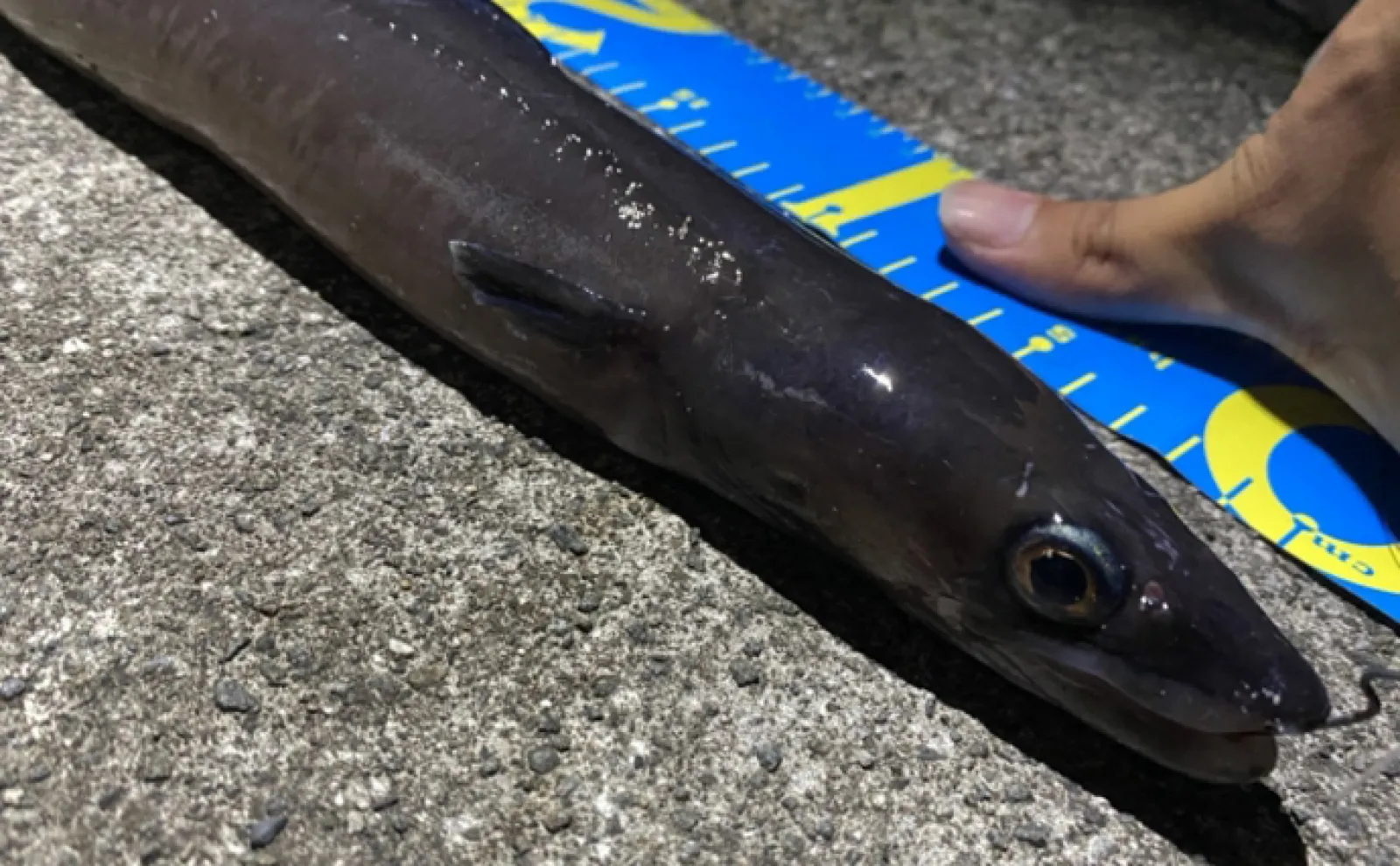 「ハモ」と呼ばれるけど【ハモではない】サカナたち 「アナゴ」「ダツ」も?