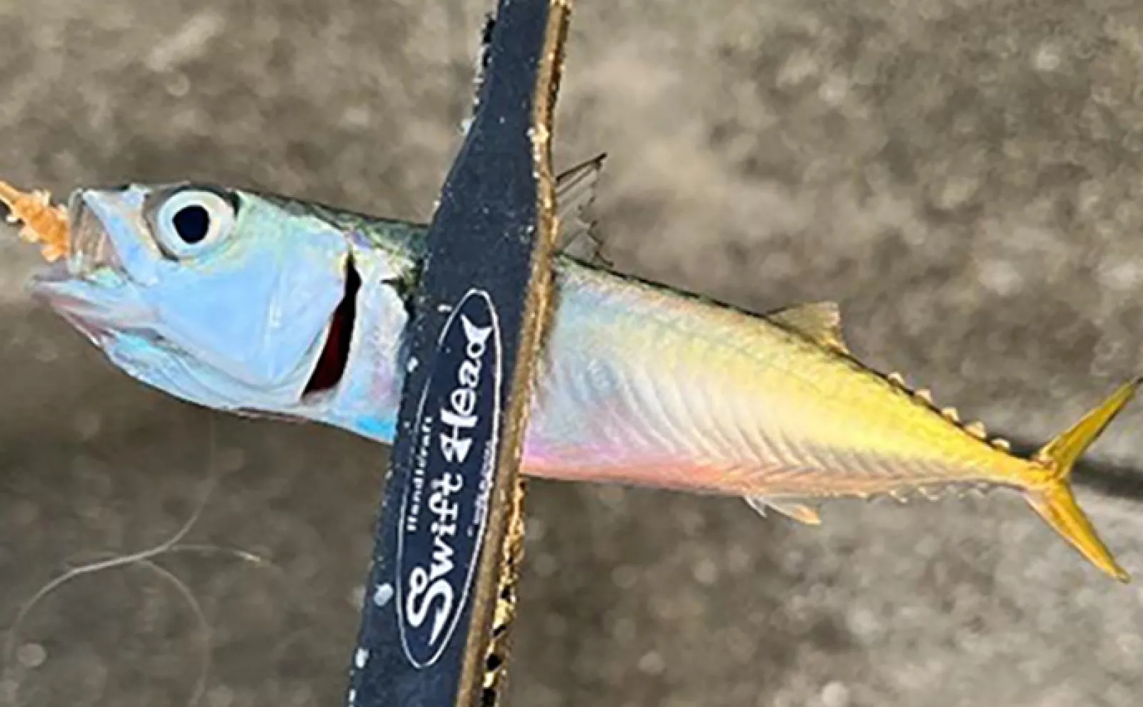 仕事帰りの短時間アジング釣行でマアジにマルアジにサバと対面【兵庫】