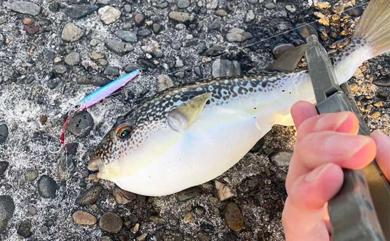 ジグサビキ使ったショアジギング釣行でサバ入れ食いを満喫【大阪・深日港】