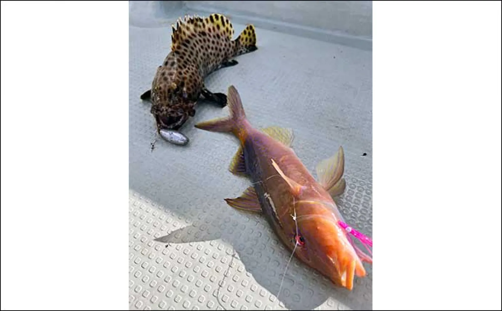 伊是名島での『オモック』釣行で高級ハタ類爆釣【沖縄】トップゲームではGTも顔出し