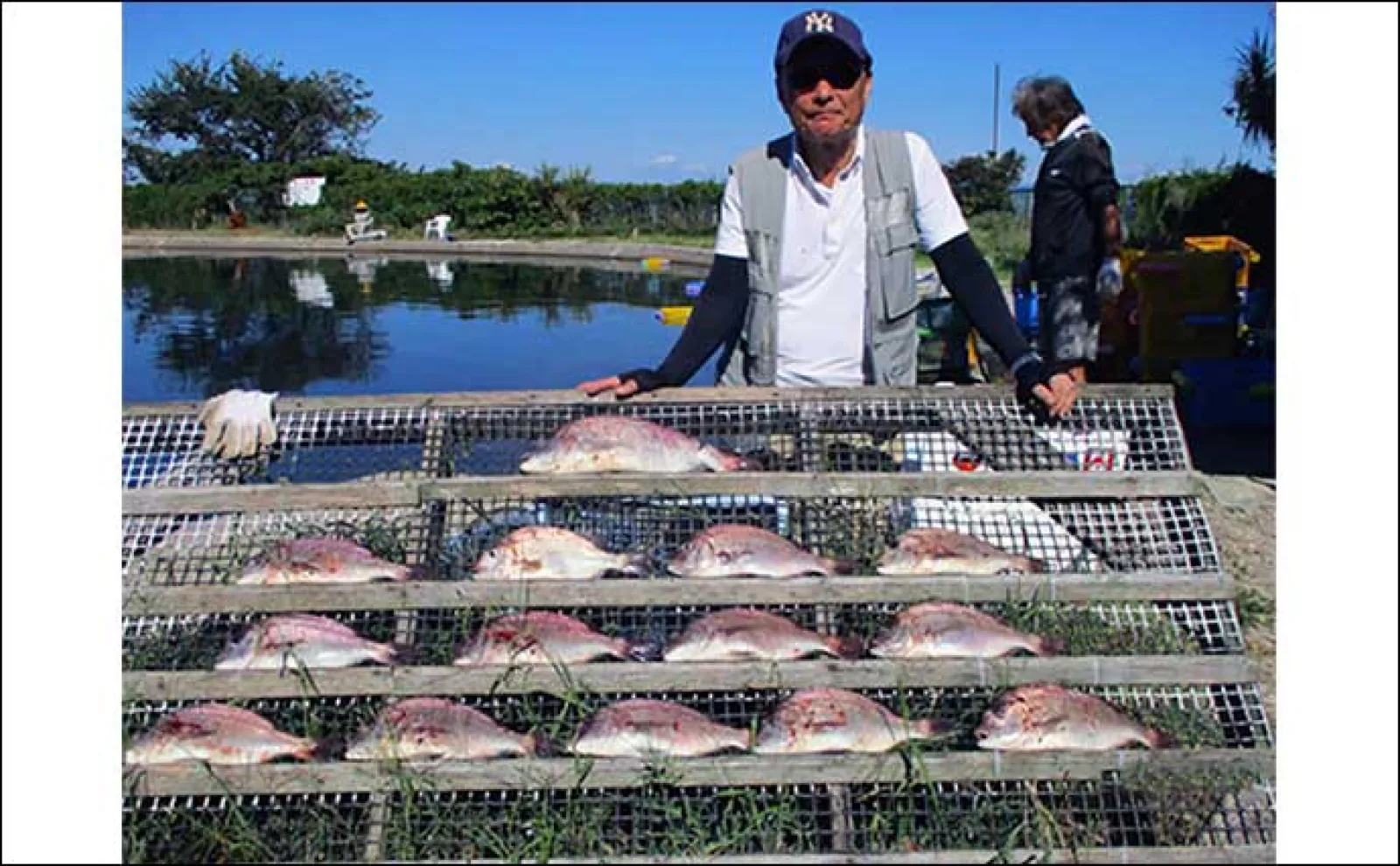 【釣果速報】海上釣り堀でカンパチにイサキにマダイと好土産ゲット(三重・愛知)