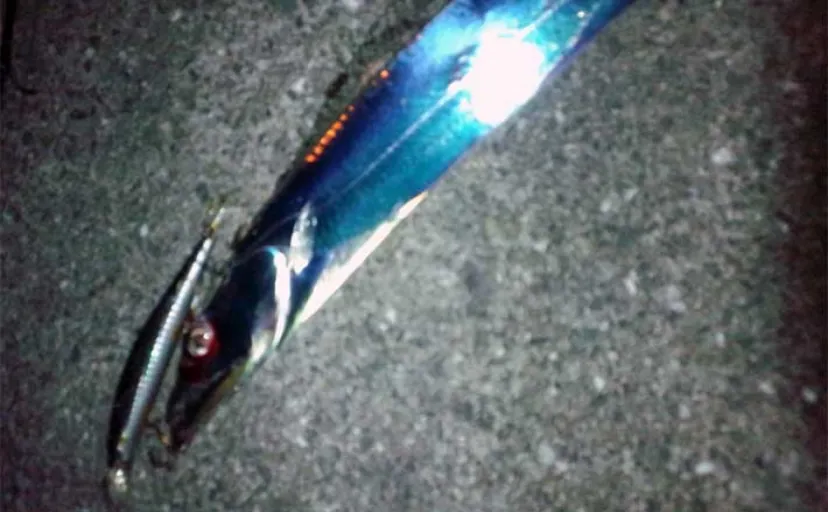 陸っぱりルアータチウオ釣りに「ミノー」は使える？ ジグにスレた魚には効果あり