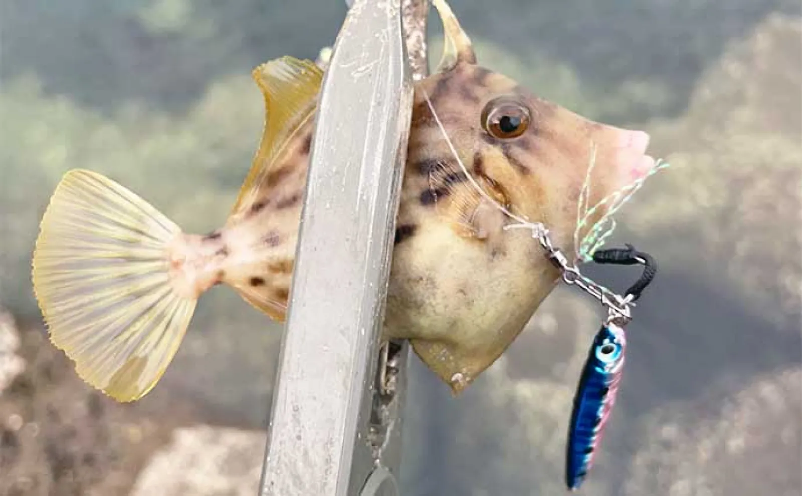 オールシーズン日中に楽しめる「ジグサビキ」 仕掛けサイズと対象魚の関係とは?