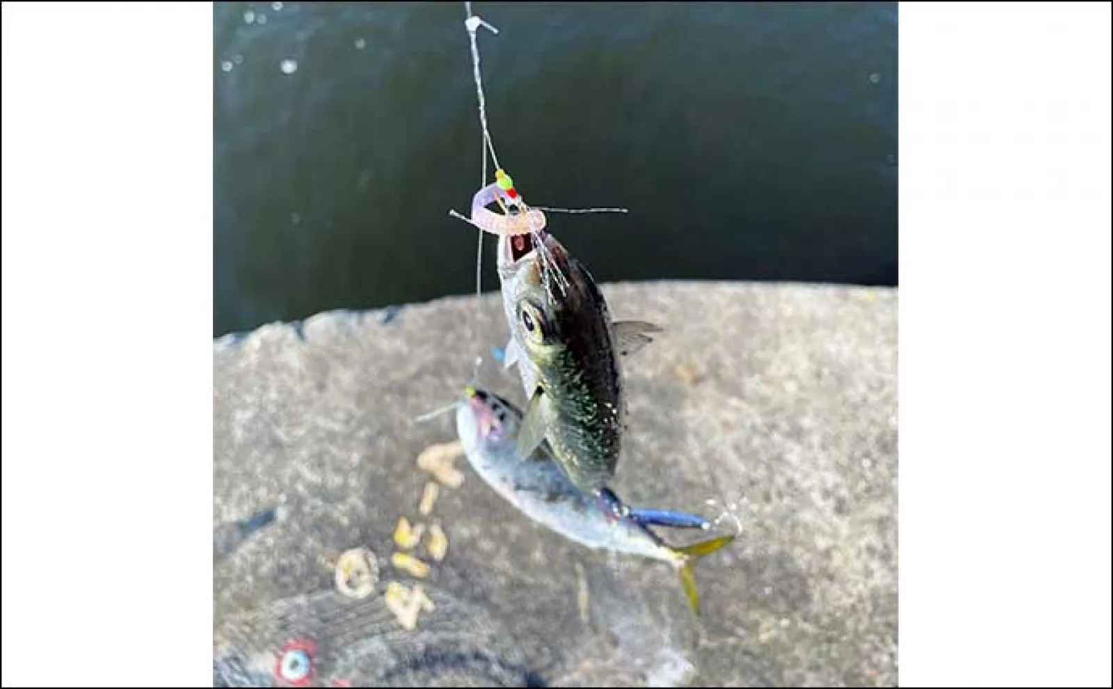 オールシーズン日中に楽しめる「ジグサビキ」 仕掛けサイズと対象魚の関係とは?
