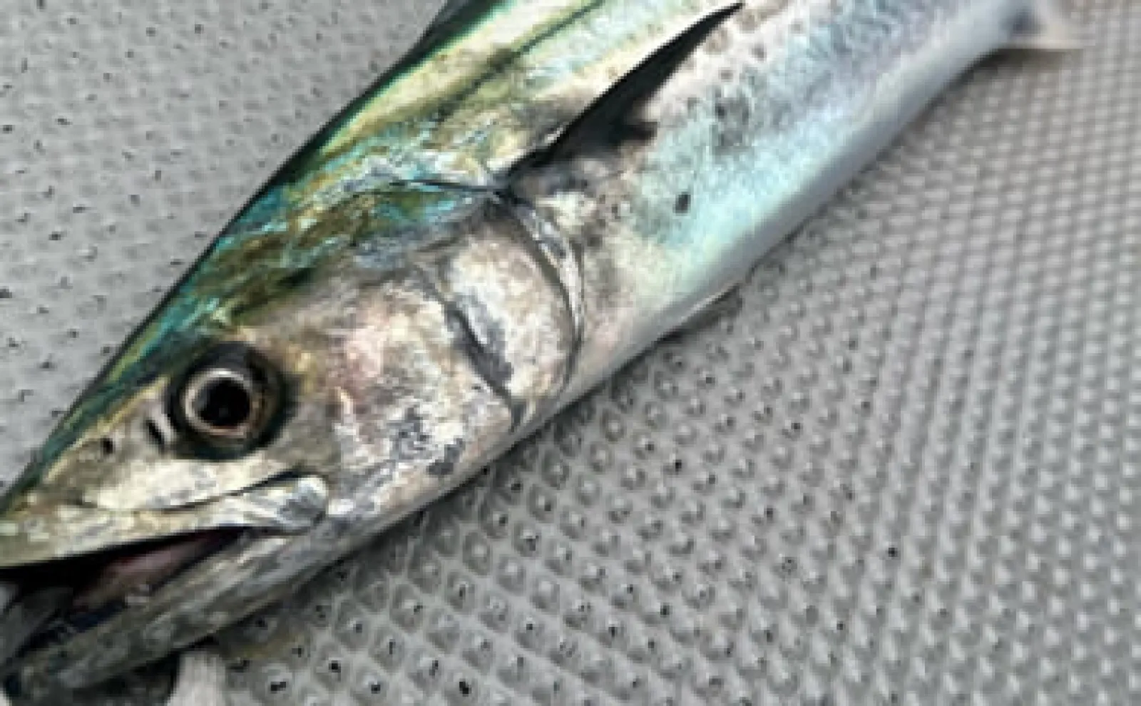 ブレードジギング釣行でサワラ手中【山口】タイラバのキャスティングロッドを流用