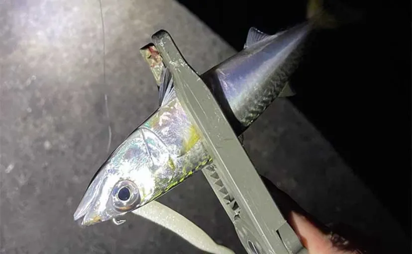 波止でのサバ（鯖）ゲーム釣行を満喫　日中はジグサビキで夜はワームでキャッチ