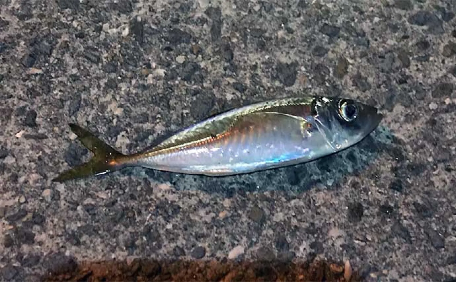 波止でのサバ(鯖)ゲーム釣行を満喫 日中はジグサビキで夜はワームでキャッチ