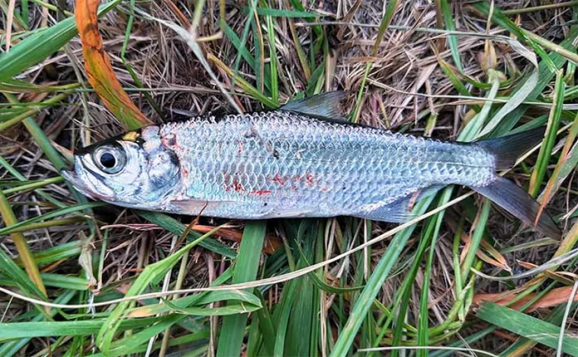 東京湾奥ルアーシーバス釣行で南方系の魚『イセゴイ』を捕獲　カライワシも連発