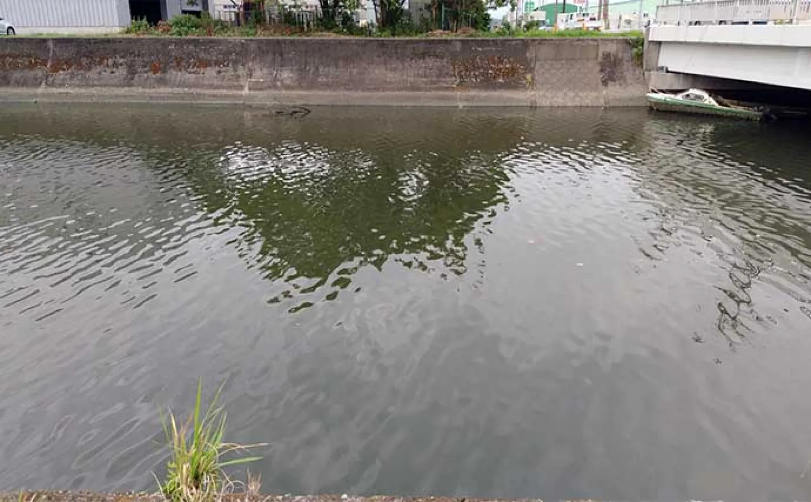 東京湾奥ルアーシーバス釣行で南方系の魚『イセゴイ』を捕獲　カライワシも連発
