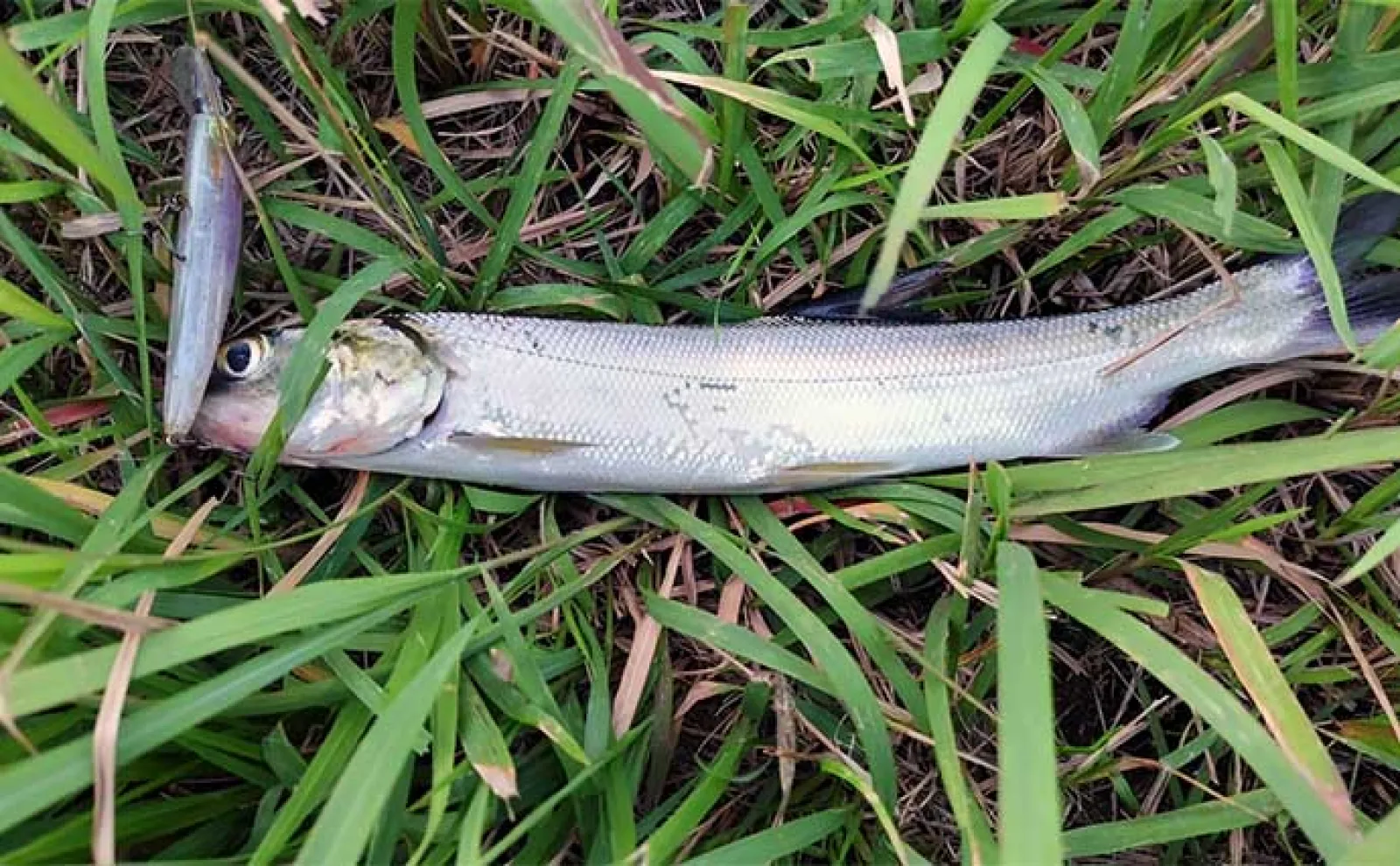 東京湾奥ルアーシーバス釣行で南方系の魚『イセゴイ』を捕獲　カライワシも連発