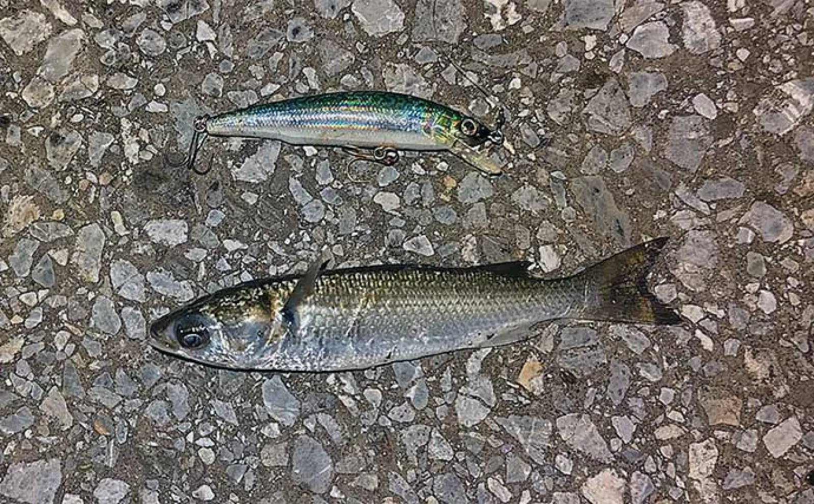 東京湾奥ルアーシーバス釣行で南方系の魚『イセゴイ』を捕獲　カライワシも連発