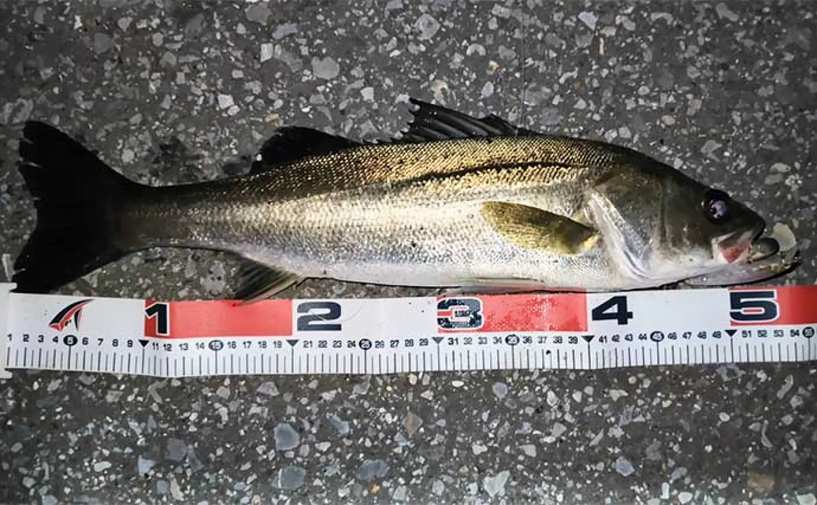 東京湾奥ルアーシーバス釣行で南方系の魚『イセゴイ』を捕獲　カライワシも連発