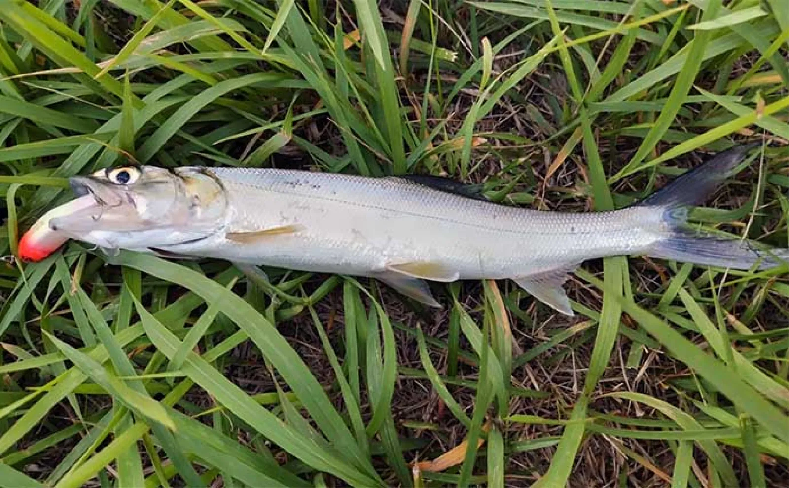 東京湾奥ルアーシーバス釣行で南方系の魚『イセゴイ』を捕獲　カライワシも連発
