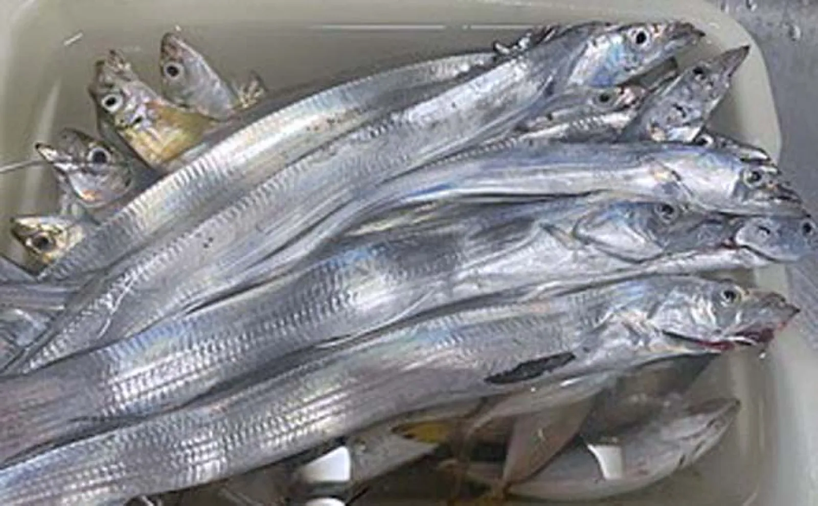 豊浜釣り桟橋でのルアー釣りでタチウオ連打【愛知】サビキではアジ大漁