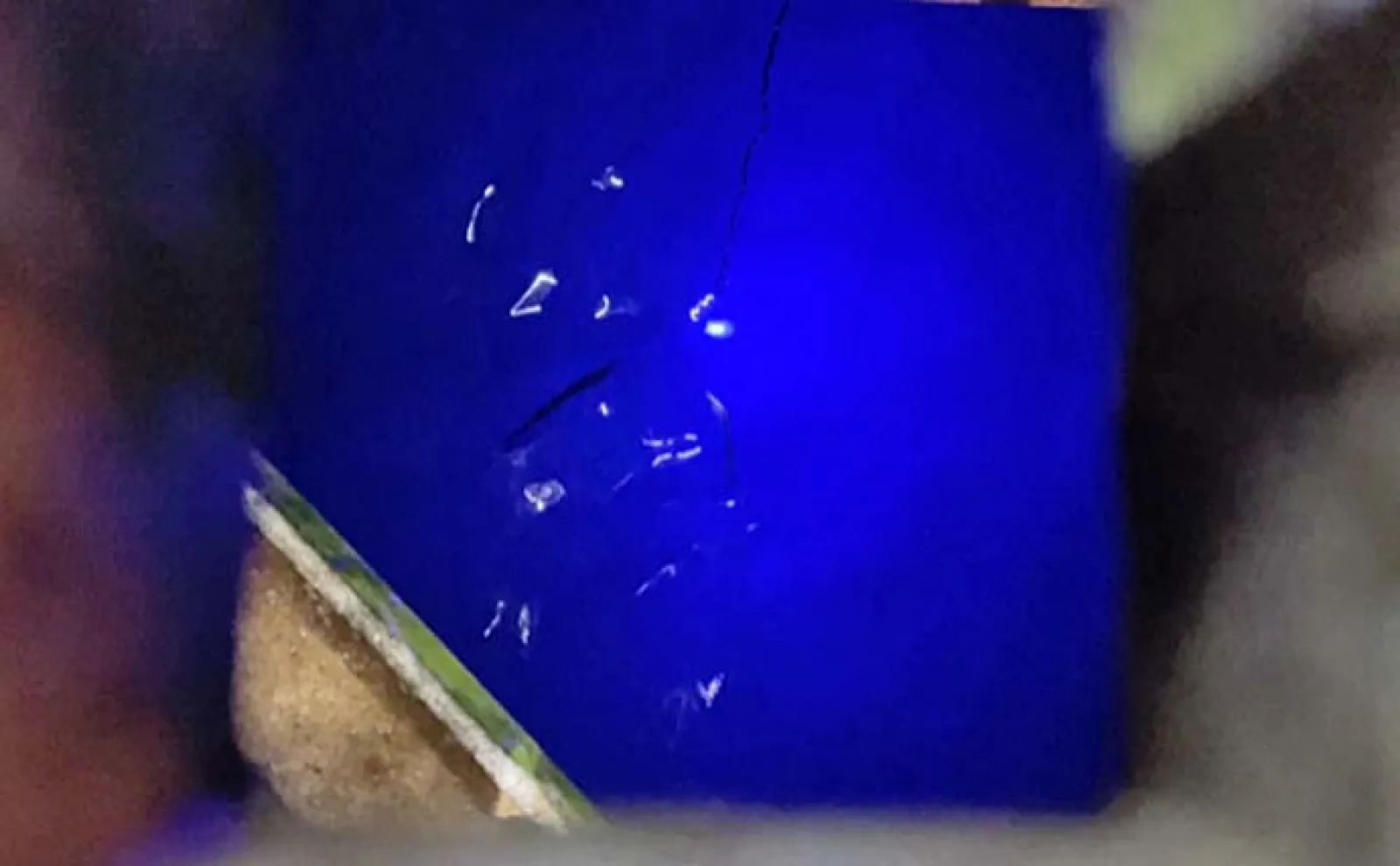 豊浜釣り桟橋でのルアー釣りでタチウオ連打【愛知】サビキではアジ大漁