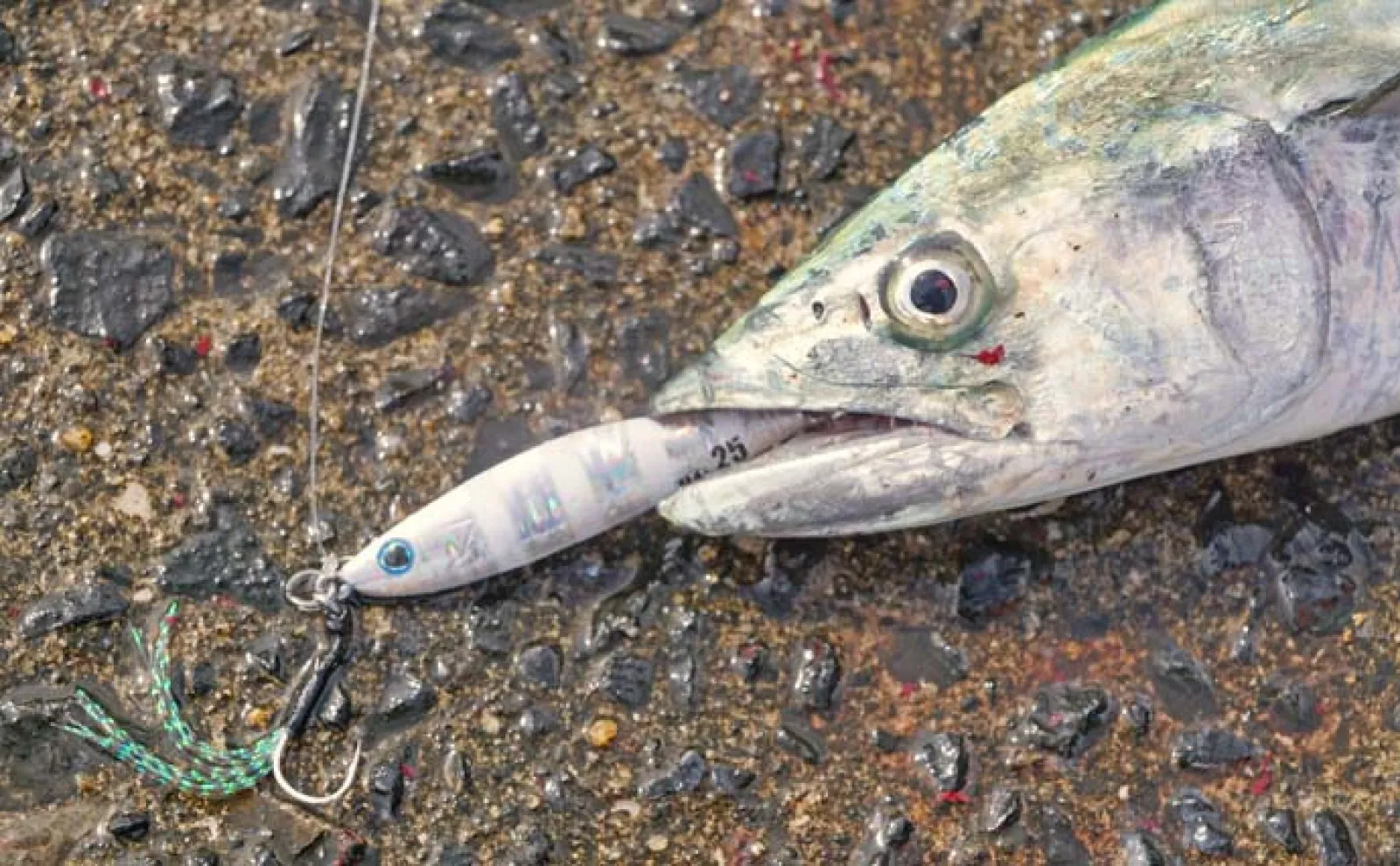 陸っぱりルアー釣りでサゴシ（サワラ）＆カマスを好捕【長崎・今福漁港】