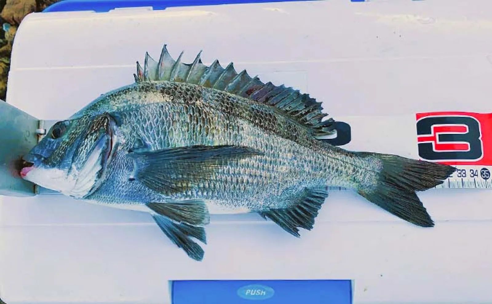奥浜名湖でのトップウォータープラグ釣行で30cm級クロダイ好捕【静岡】