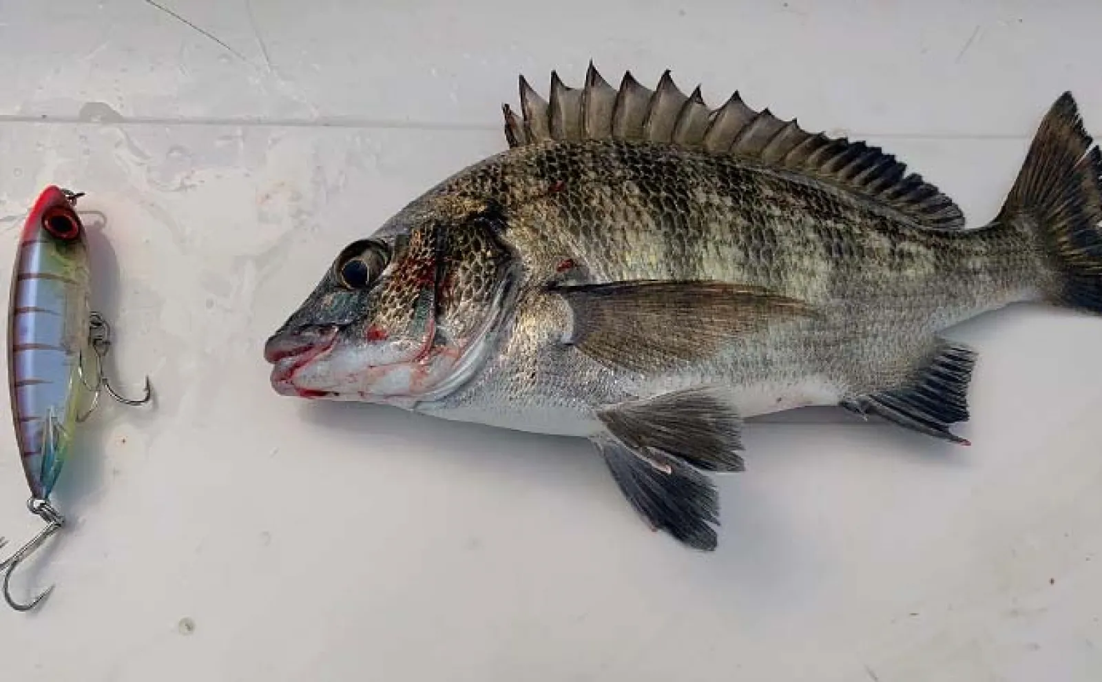 奥浜名湖でのトップウォータープラグ釣行で30cm級クロダイ好捕【静岡】