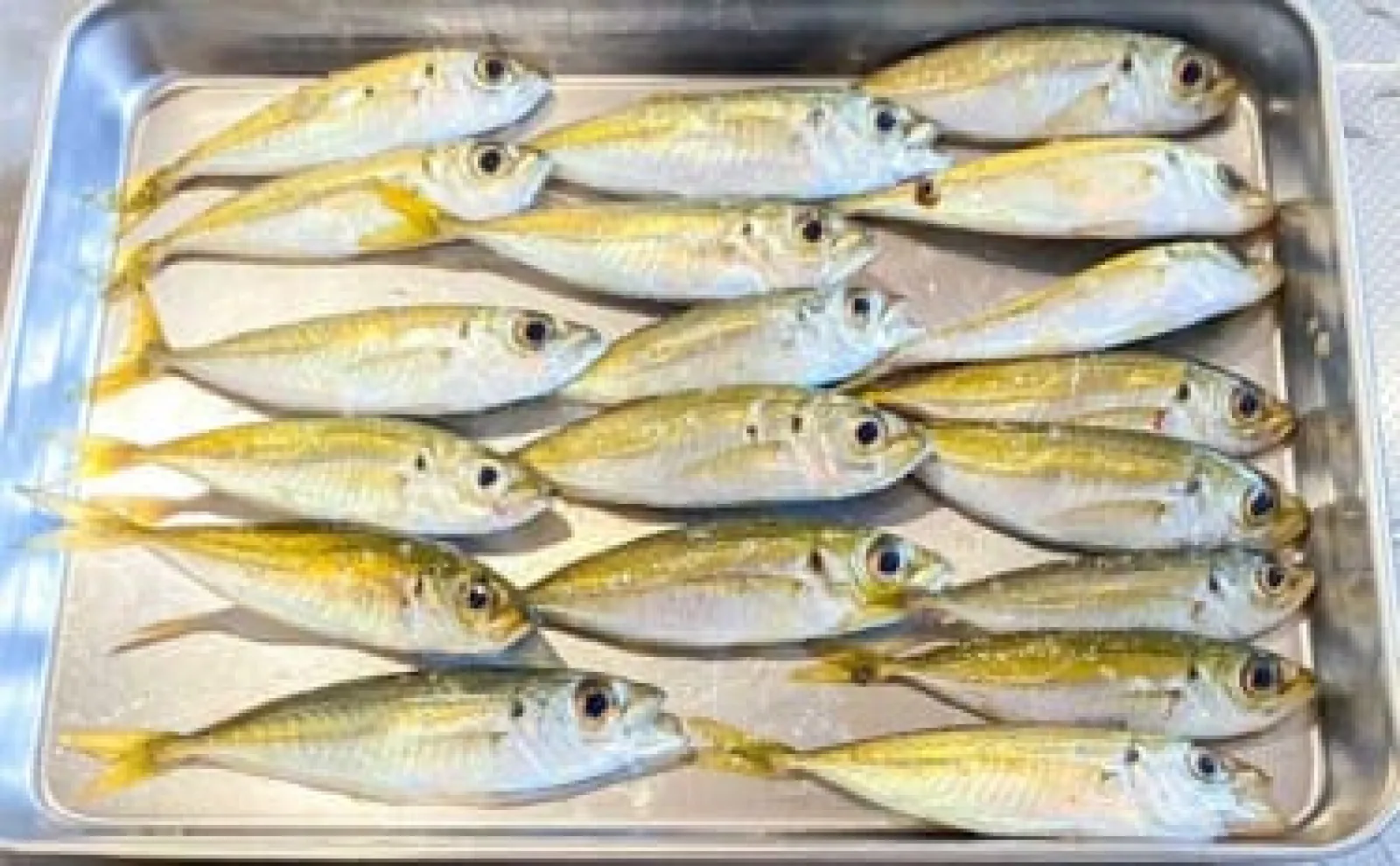 堤防サビキ釣りで小アジ登場に子供夢中【福井・常神漁港】唐揚げに舌鼓