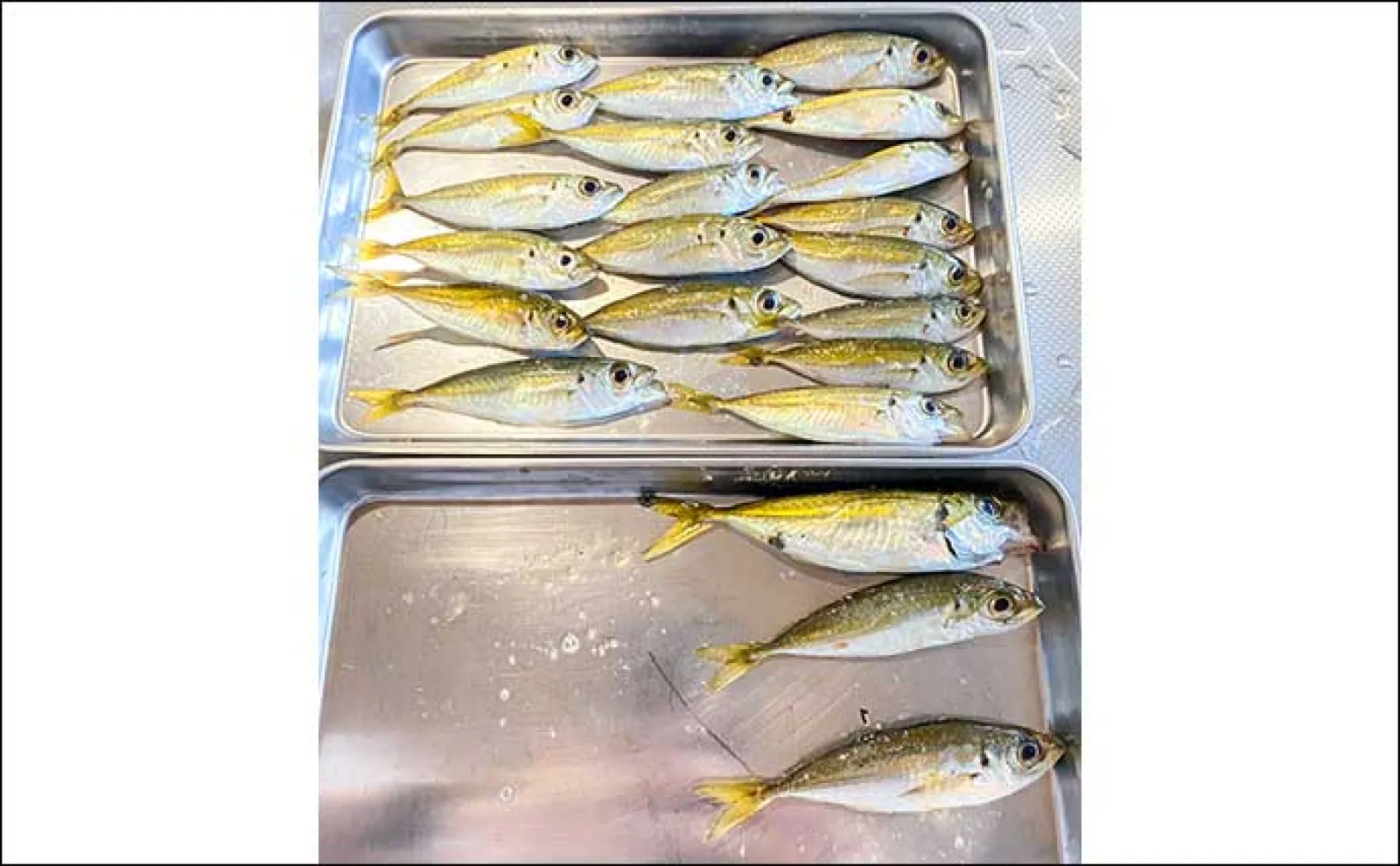 堤防サビキ釣りで小アジ登場に子供夢中【福井・常神漁港】唐揚げに舌鼓