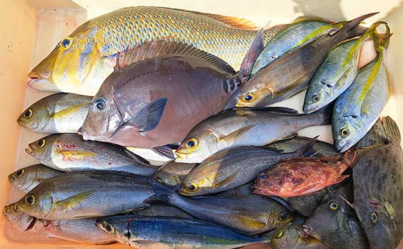 カセ釣りでタマンにシマアジにカワハギなど多彩釣果【和歌山・庄門丸】