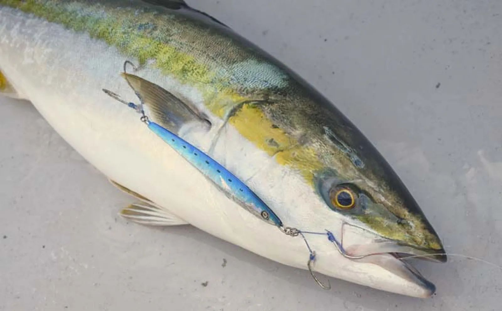 伊勢湾オフショアジギングでブリ族が連発 タチウオも入れ食いに