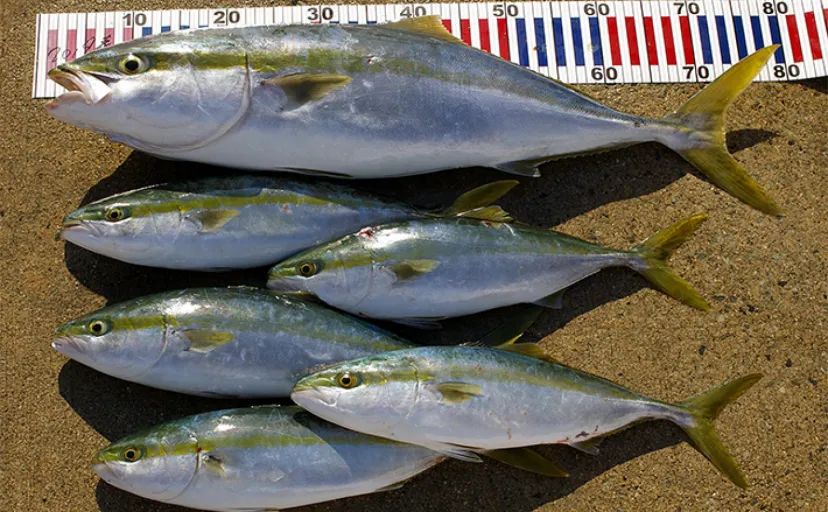 サイズによって名前が変わる出世魚3選【ブリ・サワラ・スズキ】地域でも違いあり