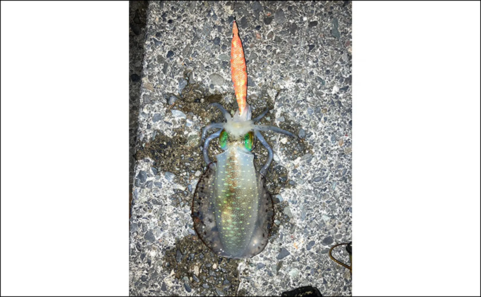 伊豆エリアのエギングで秋アオリイカ連続キャッチ　夜釣りは手感度が大事