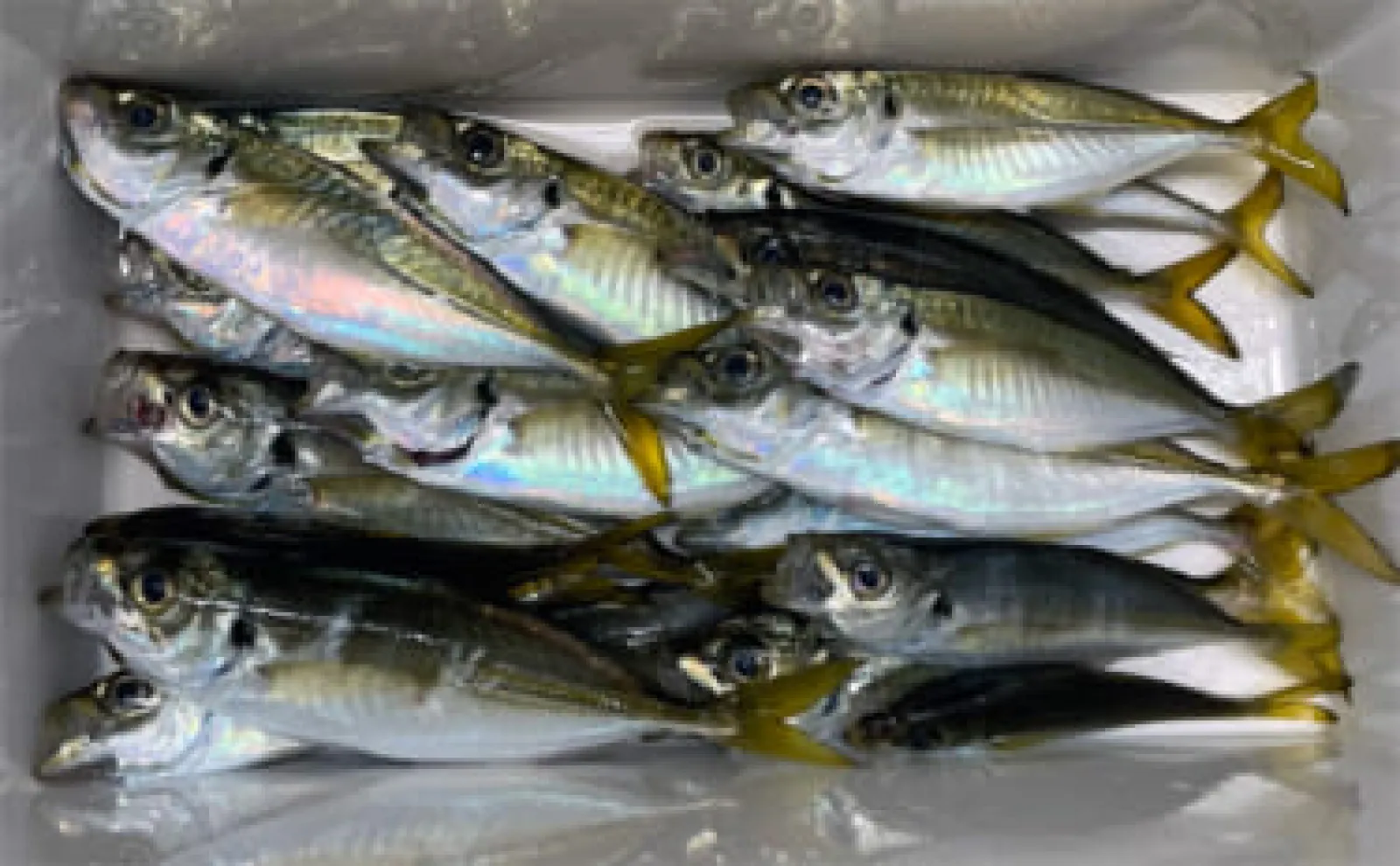 磯子海釣り施設でサビキ釣りでのアジ好調【神奈川】夕マヅメがチャンスタイム