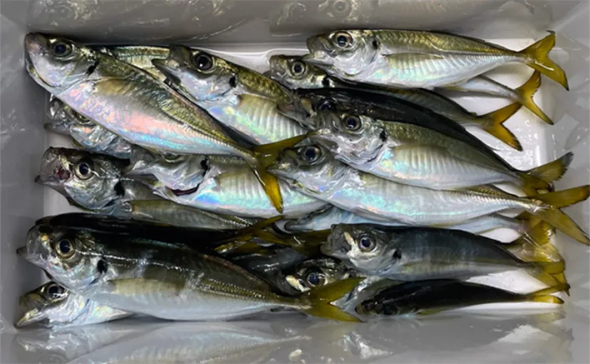 磯子海釣り施設でサビキ釣りでのアジ好調【神奈川】夕マヅメがチャンスタイム