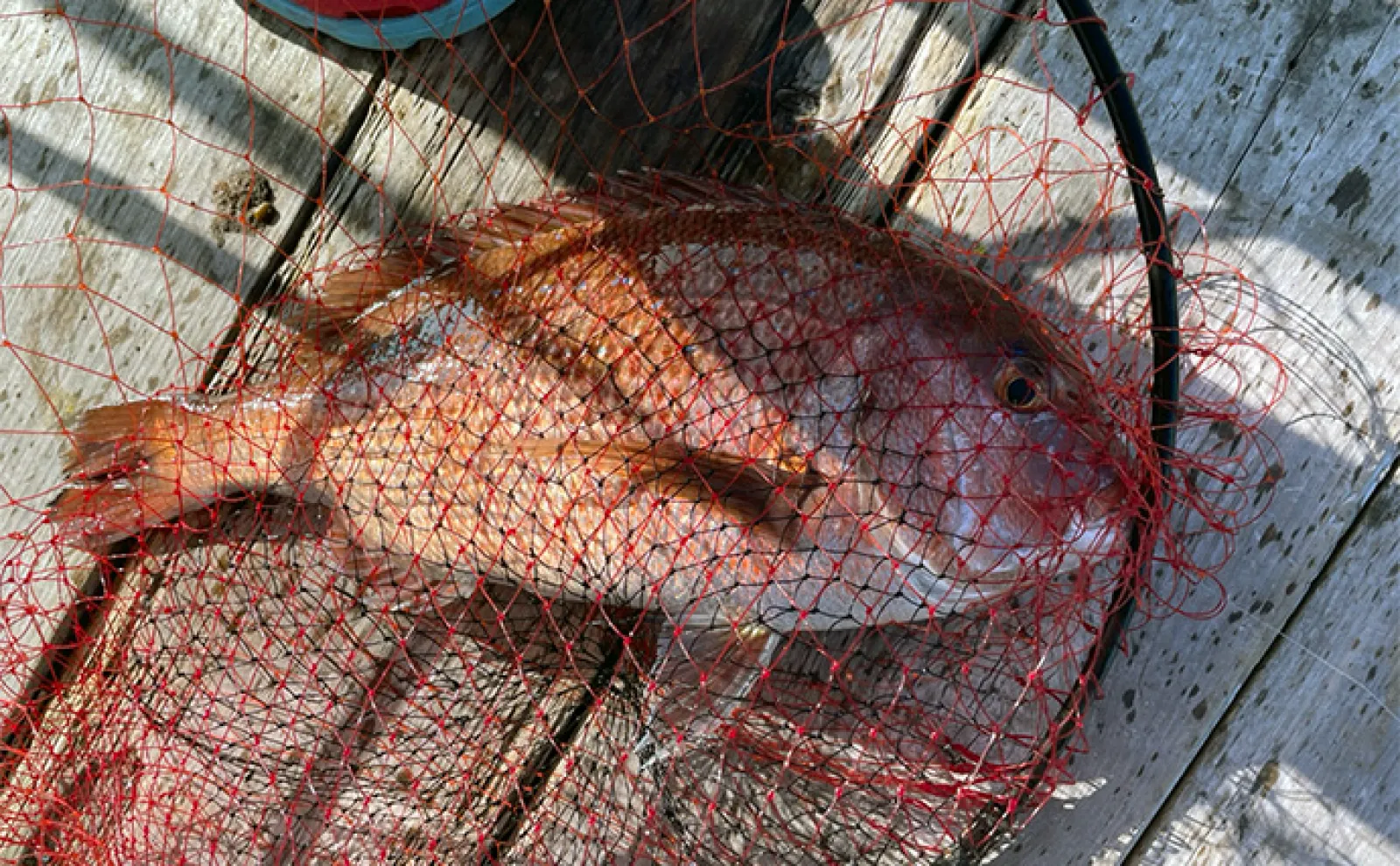 海上釣り堀で78cmヒラマサ御用【三重・傅八屋】イサキは脈釣りでツ抜け達成